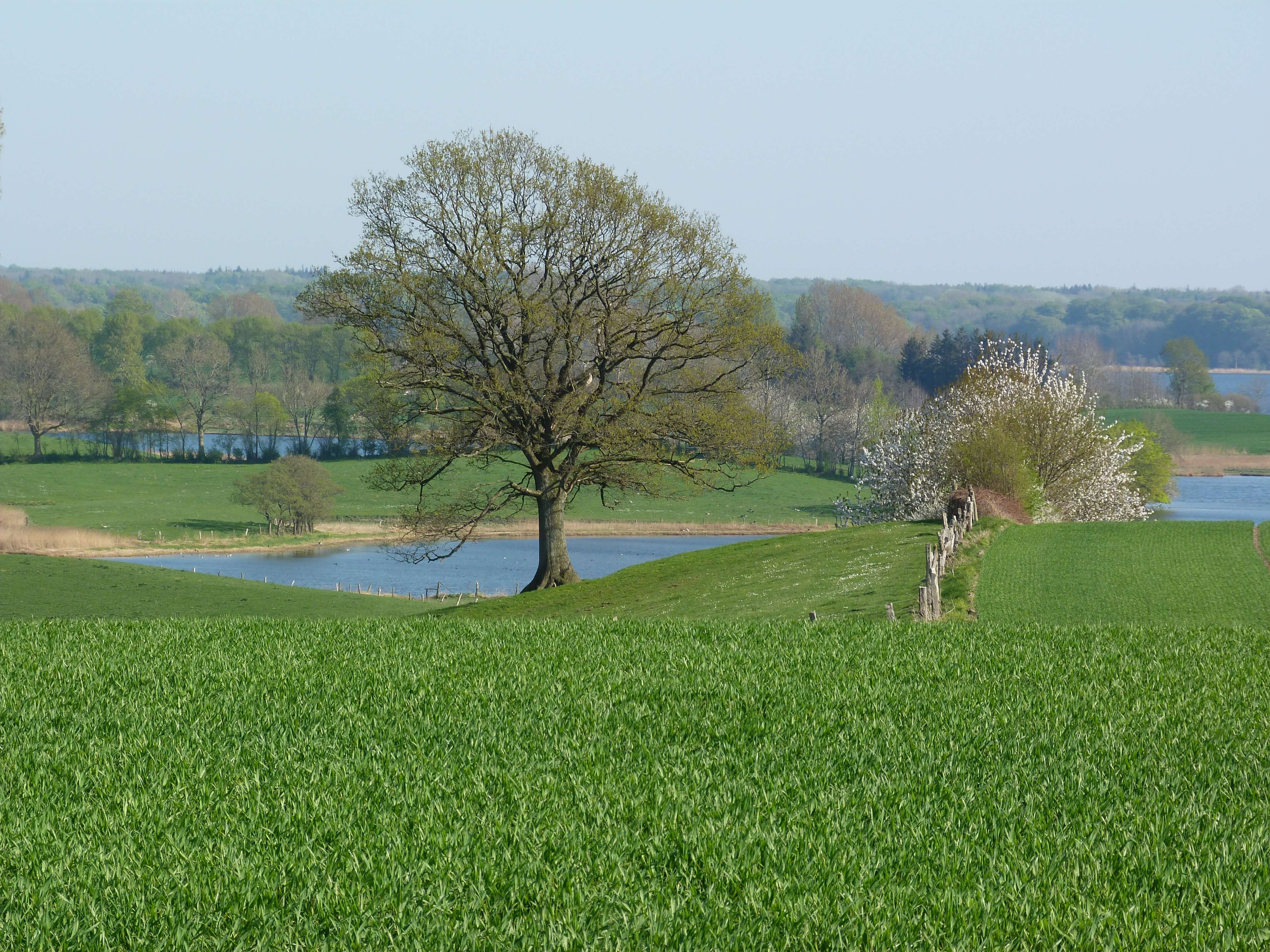 Die Schlei bei Taarstedt 2