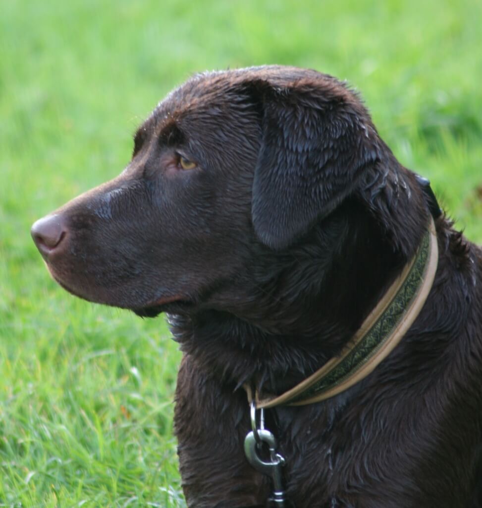 Hund Amy