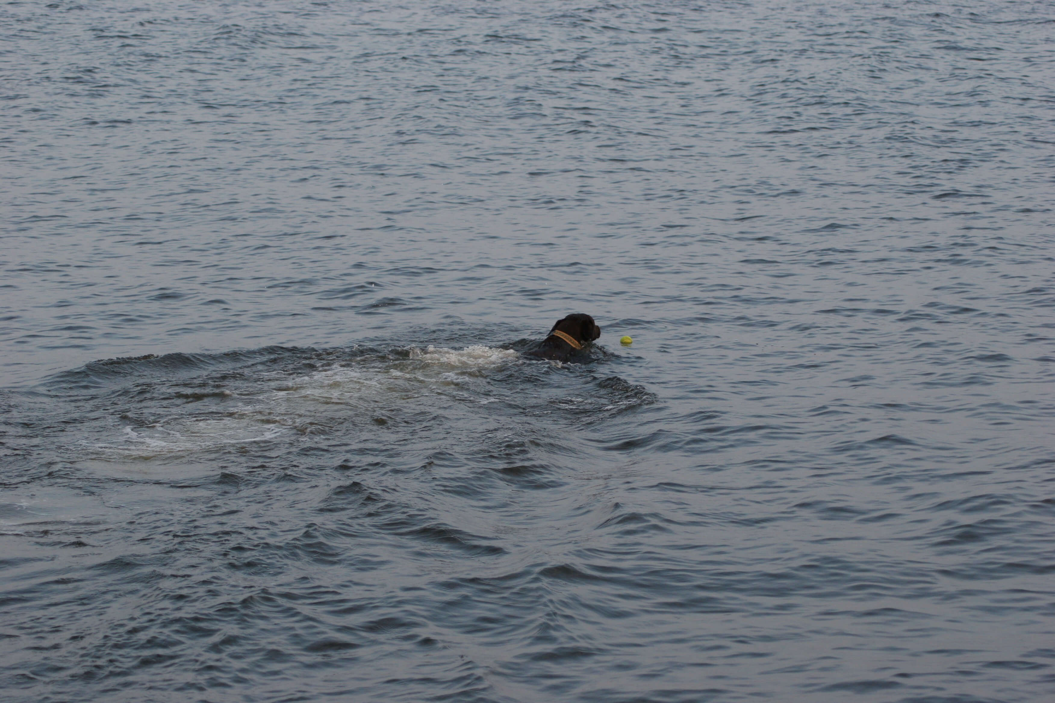 Hund Amy beim Schwimmen