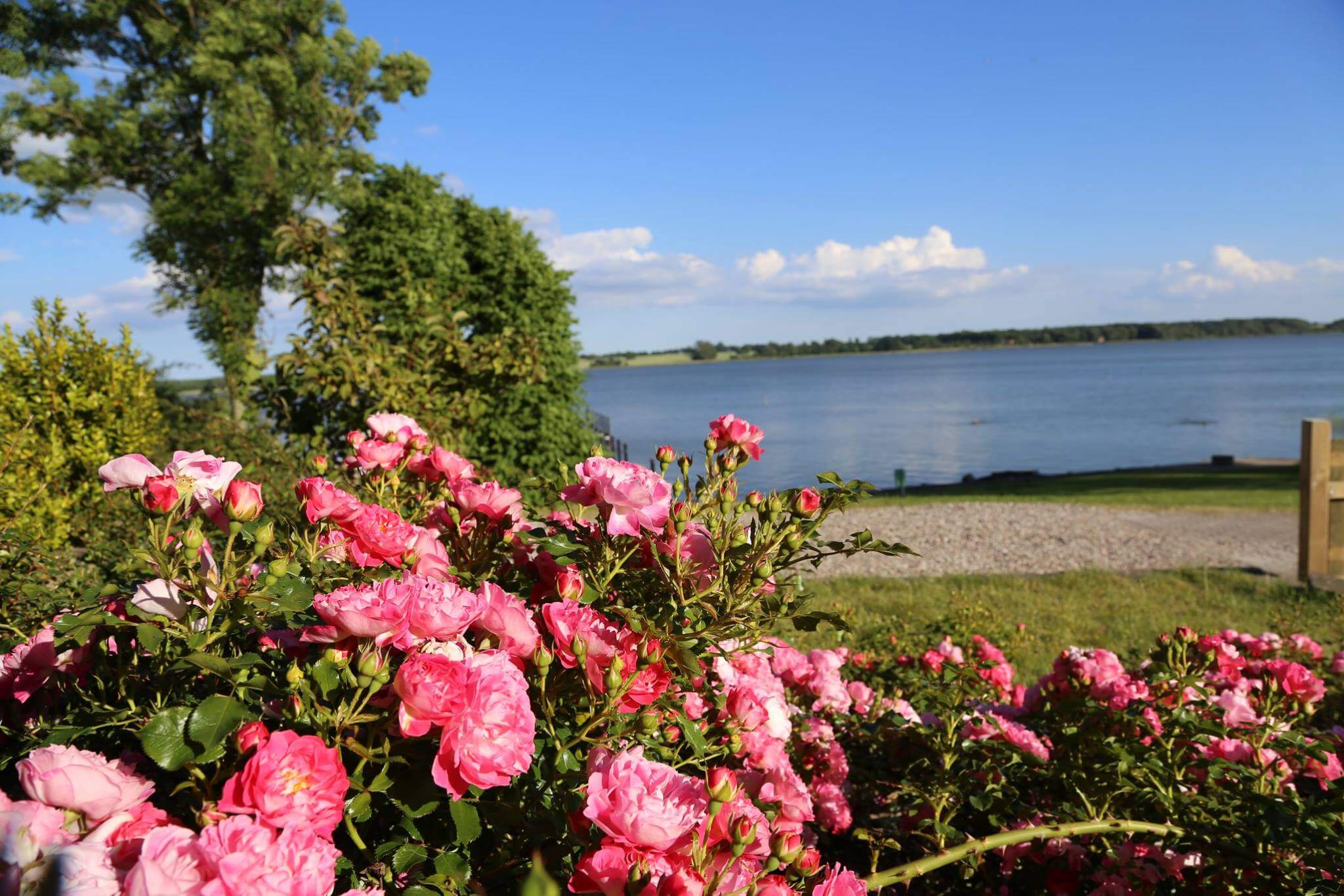 Karschau Rosen
